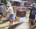 Giải cứu ngành sản xuất cá tra