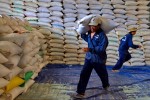 Thủ tướng chỉ đạo mua tạm trữ 1 triệu tấn thóc gạo
