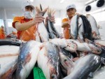 Đại diện VASEP: "Vấn đề không phải ở hợp đồng bao tiêu"