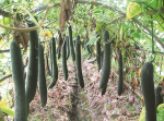 Nông dân chẳng muốn thu hoạch