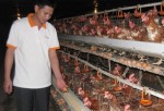 Người chăn nuôi cần chủ động giải cứu
