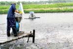 Người nuôi thủy sản bỡ ngỡ với hợp tác công – tư