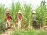 Vốn xuất ngoại, nông nghiệp khó tái cơ cấu
