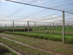 Hà Nội: Chấp thuận dừng đề án phát triển kinh tế trang trại