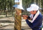 Thí điểm góp vốn bằng quyền sử dụng đất để phát triển cao su