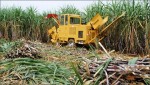 Bỏ xây biệt thự đi nuôi bò, trồng ngô
