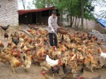 Liên kết để giảm chi phí chăn nuôi