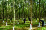 Đầu tư ra nước ngoài:  Doanh nghiệp cần khẳng định được mình