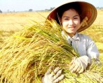 Đã có hơn 304 nghìn hộ nông dân/tổ chức tham gia BHNN