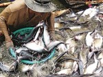 Thủy sản Việt thức tỉnh