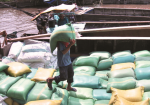 Hơn 2.600 tỷ vay tạm trữ, giá lúa chậm chạp nhích