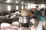 Lý do doanh nghiệp FDI chi phối ngành chăn nuôi
