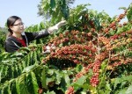 Doanh nghiệp cà phê chưa hết khó