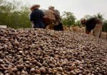 Dự báo kim ngạch XK điều cả năm đạt khoảng 1,3 tỷ USD