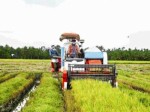 Cánh đồng mẫu lớn: Doanh nghiệp không thể làm một mình