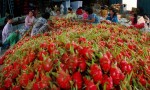 Nông sản sẽ rộng cửa vào Mỹ
