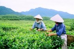 PPP vào nông nghiệp: Cần DN đầu đàn