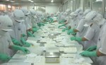DN xuất khẩu thủy sản gặp khó về hệ thống VNACCS/VCIS