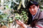 Hững hờ với cây trồng tỷ đô
