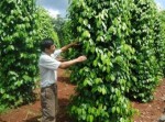 Ồ ạt trồng, tiêu chết trụi