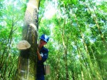 Đổi mới nông lâm trường quốc doanh:  Kêu gọi doanh nghiệp vào đầu tư