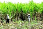 Tìm lối ra cho cây mía
