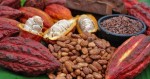 Cơ hội lớn với kinh doanh Chocolate
