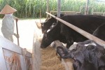 “Làm thân” thương hiệu ngoại