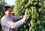 Nông dân găm hàng- mừng hay lo?