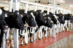 Tiềm năng lớn từ nông nghiệp công nghệ cao