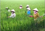 Để liên kết doanh nghiệp và nông dân