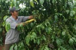 Thành lập Ban điều phối ngành hàng cà phê Việt Nam