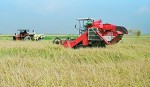Tạm trữ lúa gạo và vấn đề đầu ra cho DN