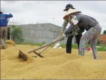 Vốn hỗ trợ tạm trữ lúa gạo chỉ “cứu” doanh nghiệp