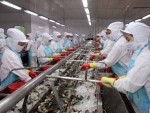 Mỹ áp thuế 7,88% với tôm nhập khẩu từ Việt Nam