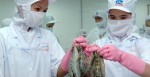VASEP phản đối quyết định của DOC đối với tôm Việt Nam