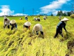 Giá lúa gạo nội địa tại ĐBSCL giảm nhẹ