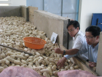 Cẩn trọng mở rộng diện tích ngô, đậu tương