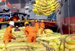 Đến ngày 22/8 đã xuất khẩu được 4,347 triệu tấn gạo