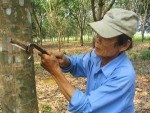 Phú Yên đã có nhà máy chế biến mủ cao su đầu tiên