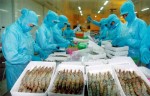 Nghiên cứu đưa hành vi SX-KD tôm có chứa tạp chất vào xử lý hình sự