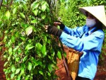 Hồ tiêu Việt Nam: Sản lượng không phải là tất cả
