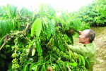 Quy hoạch cà phê ở Đăk Lăk