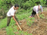 Cho vay lâm nghiệp: Xử lý vướng mắc cần các ngành vào cuộc