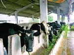 DN “vắt sữa” nhà nông