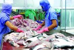 Cá tra xuất khẩu: Cuộc cạnh tranh xuống đáy