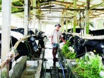 Nuôi bò nuốt sữa đắng