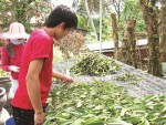 Bỏ ngỏ đầu tư sản xuất giống
