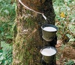 Cao su xuất nhiều  nhập lắm