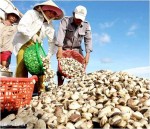 ABT biến vùng nguyên liệu thành lợi thế